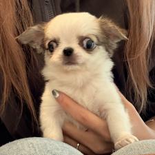 オンライン見学