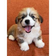 ♀︎ウェルシュコーギーペンブローク