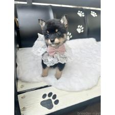 ♀︎ミックス犬