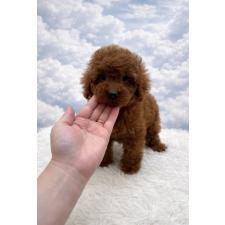 ♀︎トイプードル