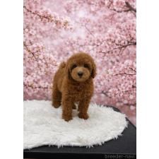 ♀︎トイプードル