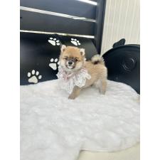 ♀︎ミックス犬