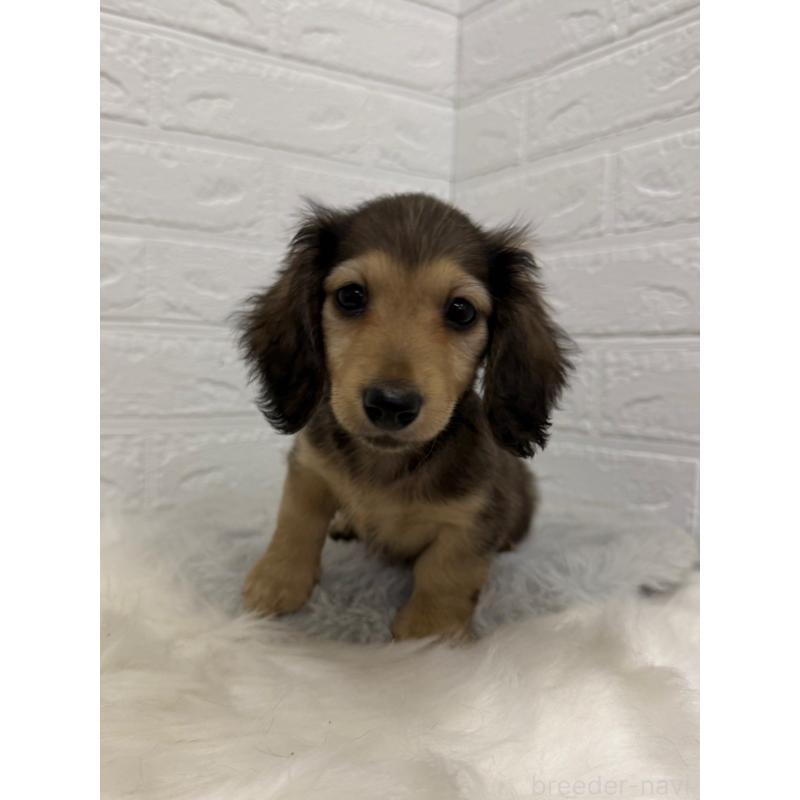 販売中の東京都のチワックス:チワワ×ミニチュアダックスフンド-453306の10枚目