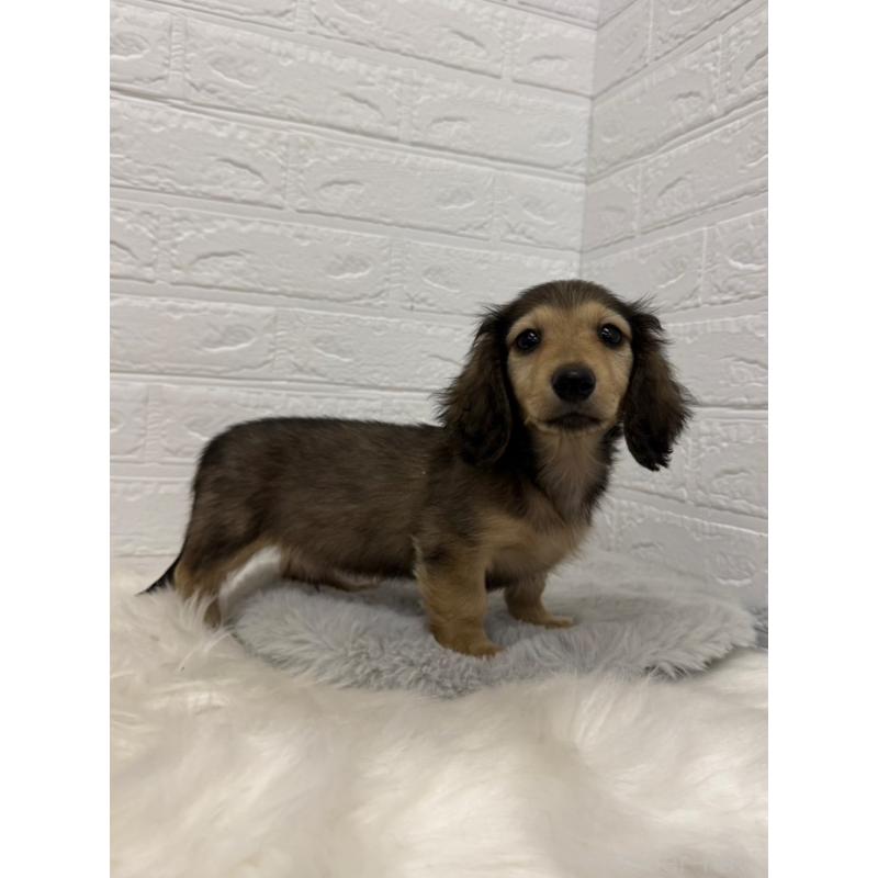 販売中の東京都のチワックス:チワワ×ミニチュアダックスフンド-453306の9枚目