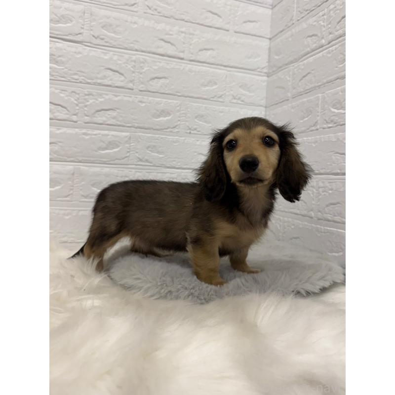 販売中の東京都のチワックス:チワワ×ミニチュアダックスフンド-453306の8枚目