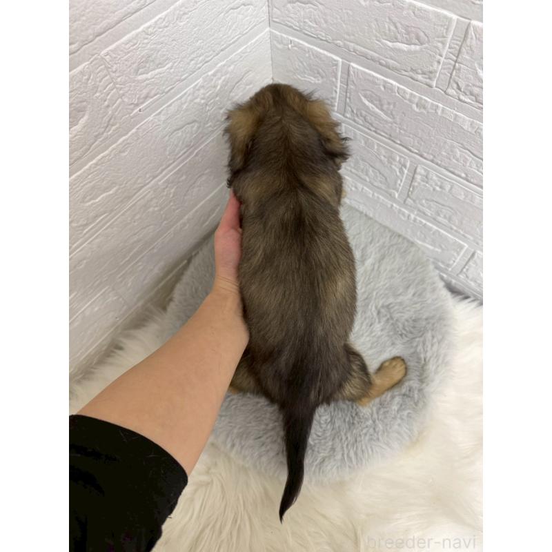 販売中の東京都のチワックス:チワワ×ミニチュアダックスフンド-453306の4枚目