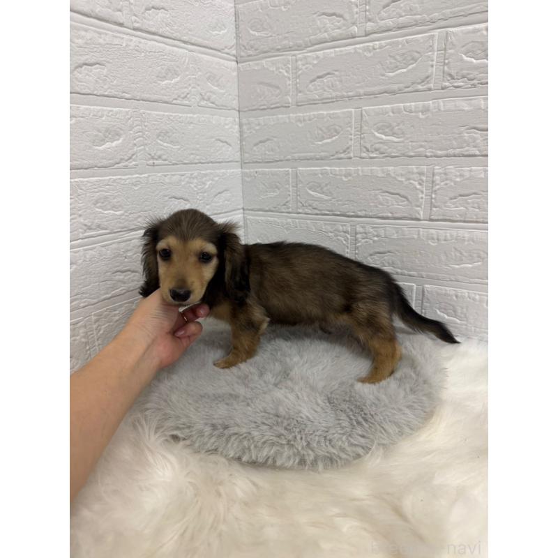 販売中の東京都のチワックス:チワワ×ミニチュアダックスフンド-453306の3枚目