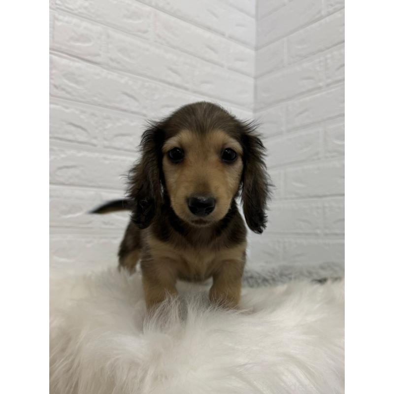 販売中の東京都のチワックス:チワワ×ミニチュアダックスフンド-453306の2枚目