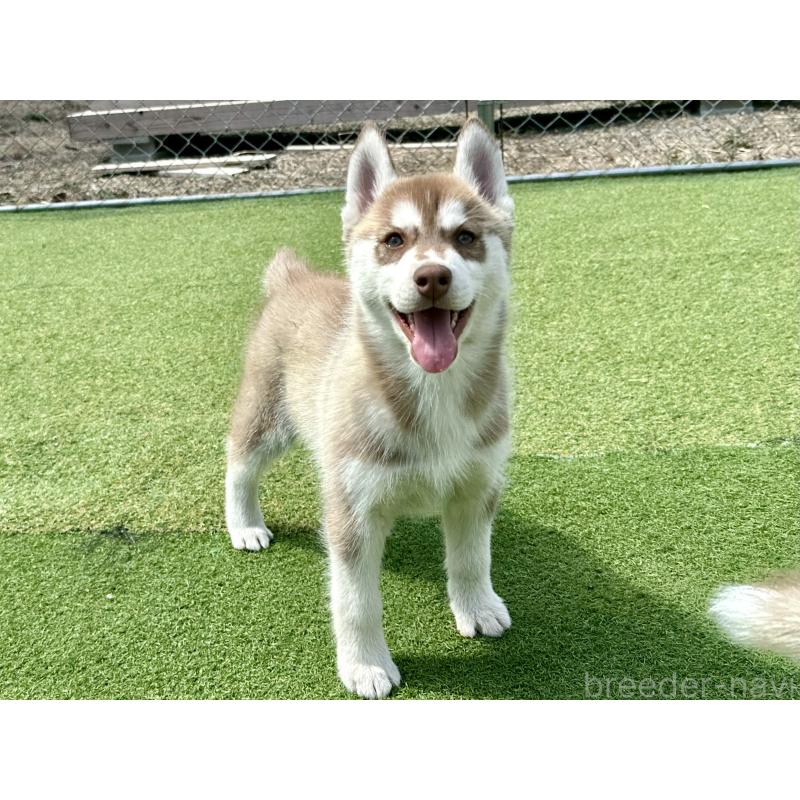 販売中の茨城県のシベリアンハスキー-453307の8枚目
