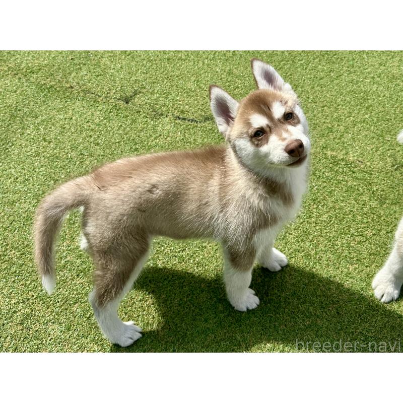 販売中の茨城県のシベリアンハスキー-453307の7枚目