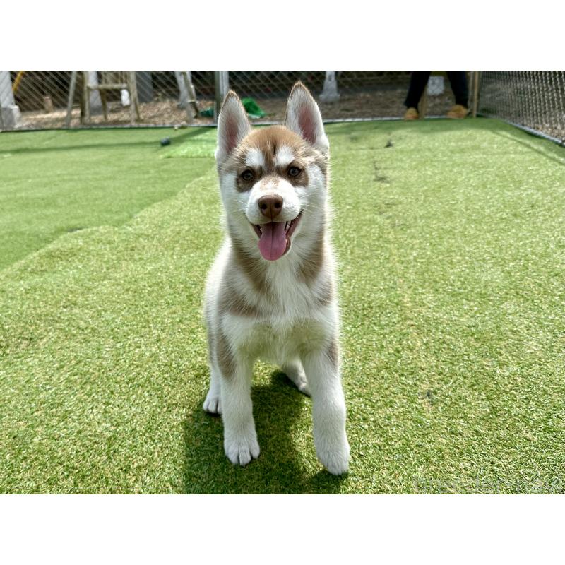 販売中の茨城県のシベリアンハスキー-453307の6枚目