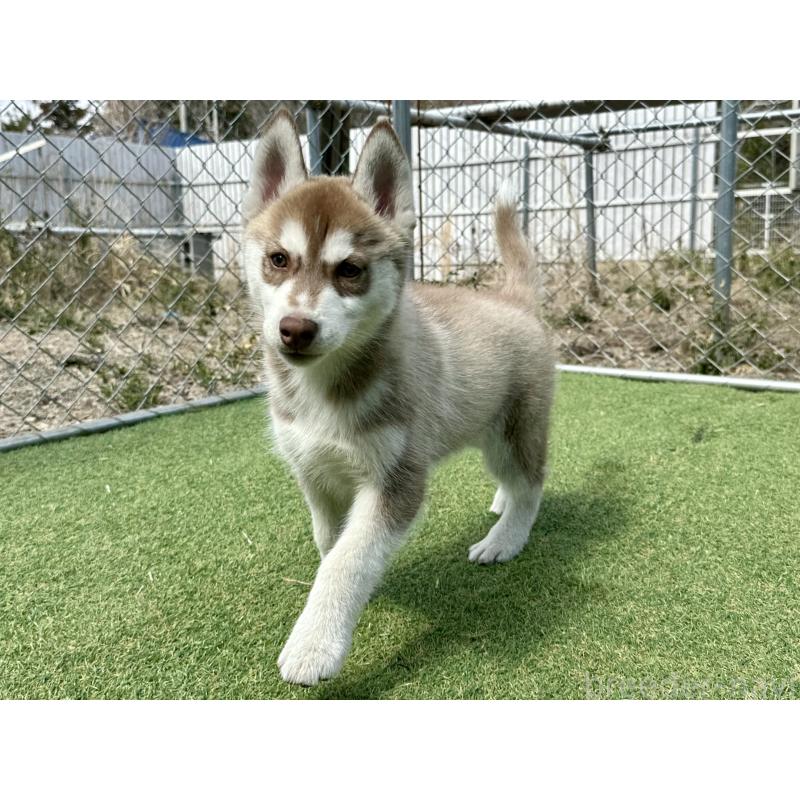 販売中の茨城県のシベリアンハスキー-453307の5枚目