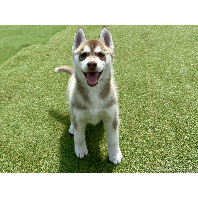 販売中の茨城県のシベリアンハスキー-453307の4枚目