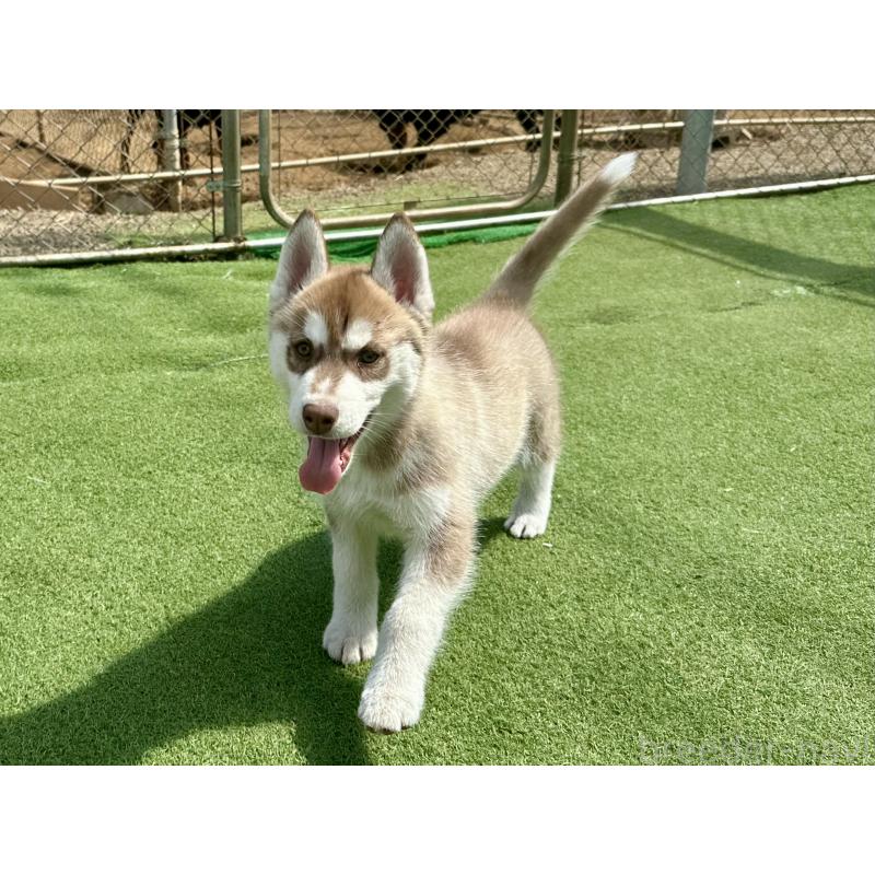 販売中の茨城県のシベリアンハスキー-453307の3枚目