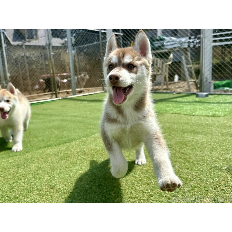 販売中の茨城県のシベリアンハスキー-453307の2枚目