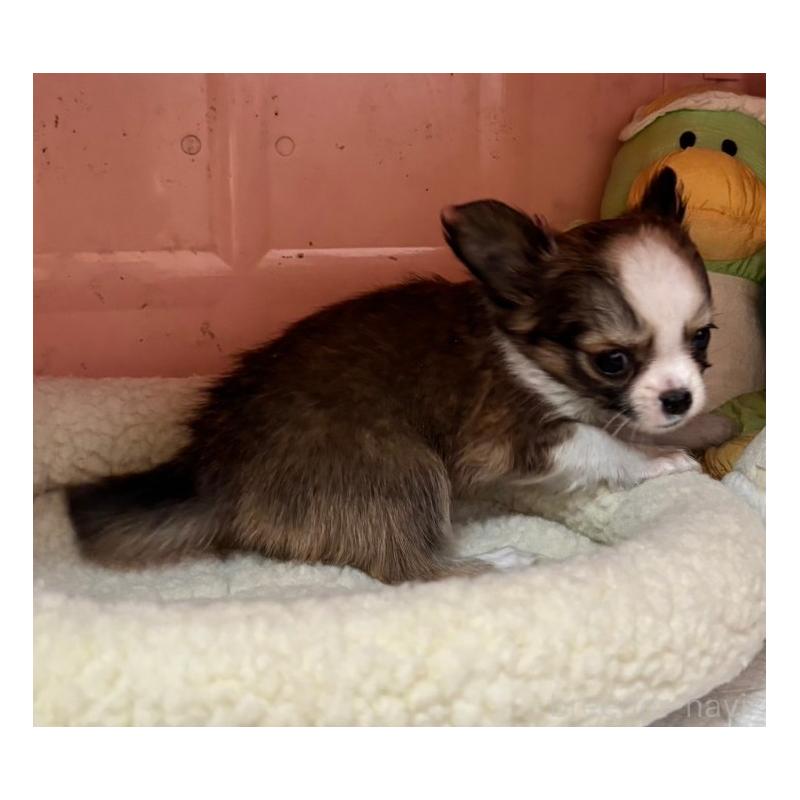 販売中の石川県のチワワ(ロングコート)-453318の2枚目