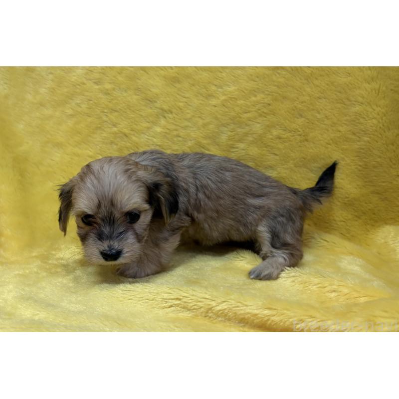 販売中の京都府のミックス犬-453308の3枚目