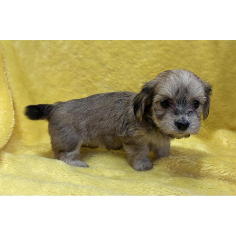 販売中の京都府のミックス犬-453308の2枚目