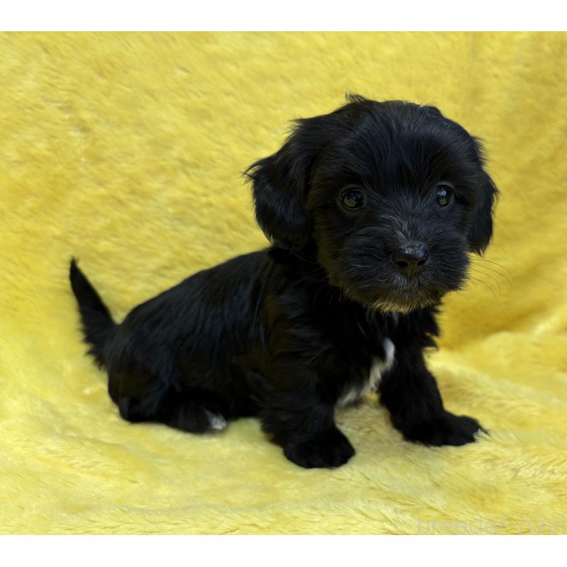 販売中の京都府のミックス犬-453309の3枚目