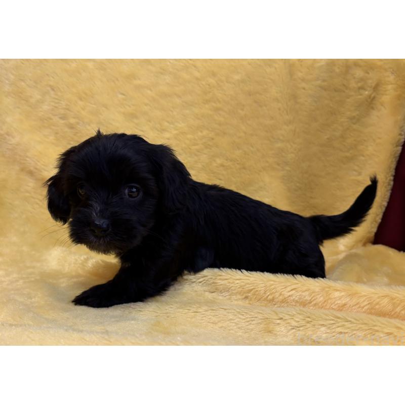 販売中の京都府のミックス犬-453309の2枚目