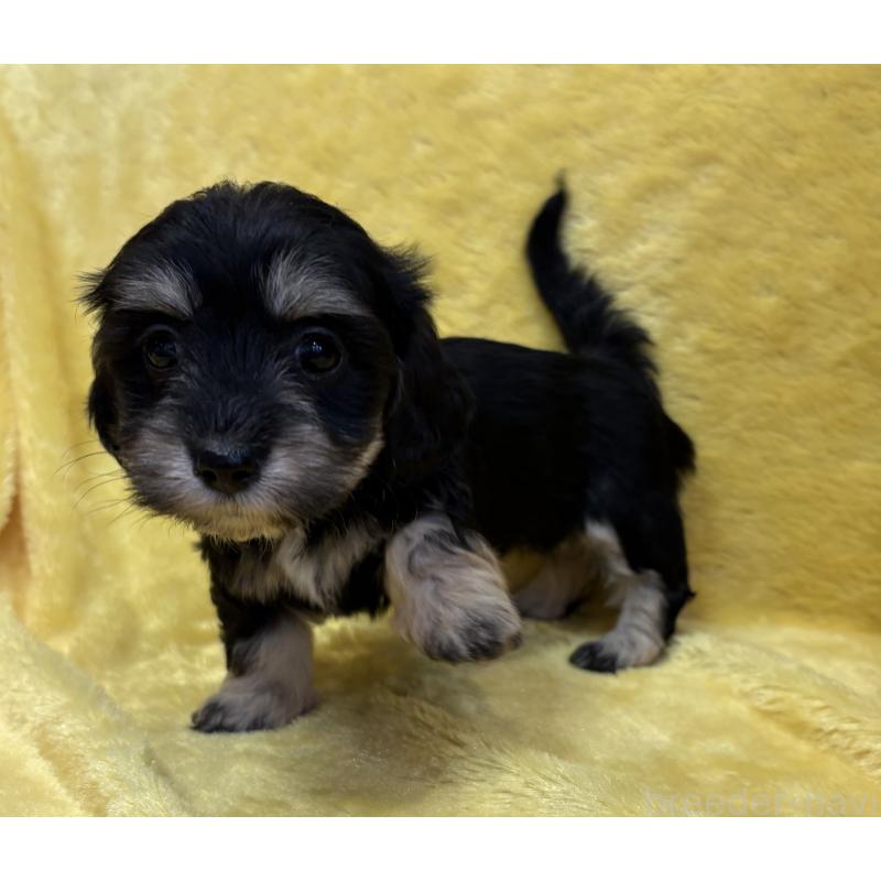 販売中の京都府のミックス犬-453310の4枚目