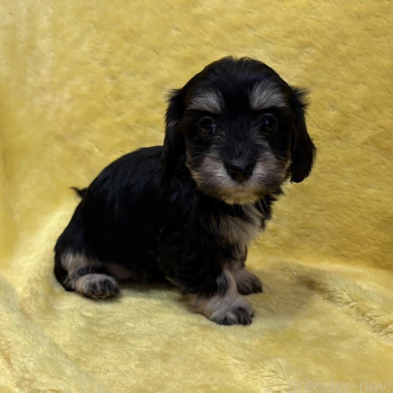 販売中の京都府のミックス犬-453310の3枚目