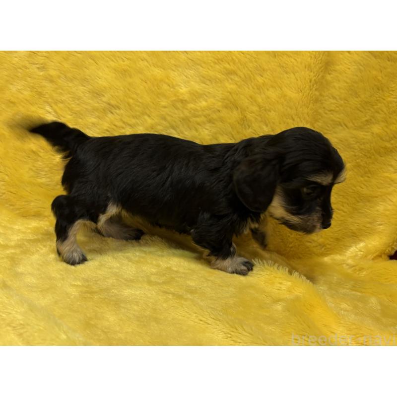 販売中の京都府のミックス犬-453310の2枚目