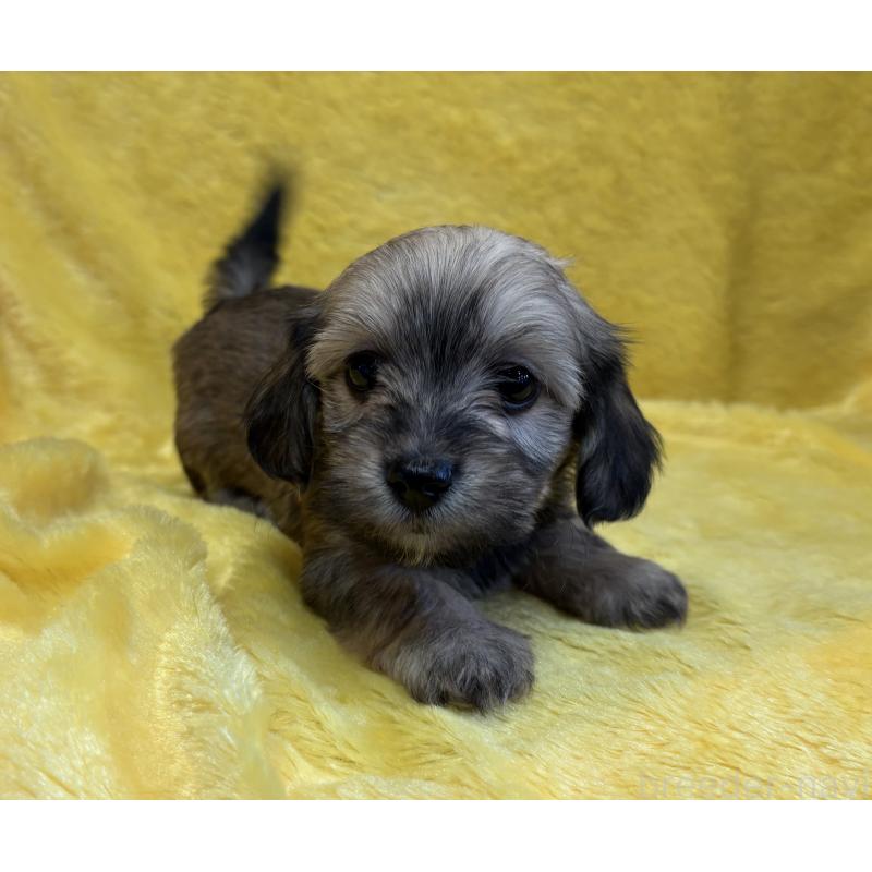 販売中の京都府のミックス犬-453311の3枚目