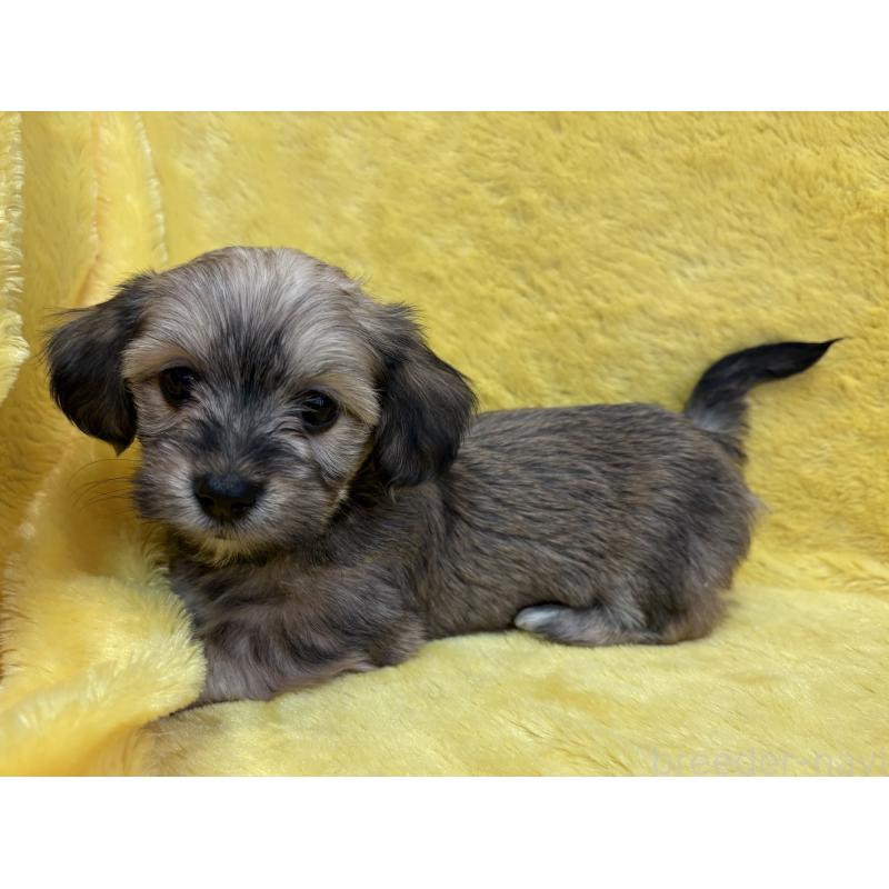 販売中の京都府のミックス犬-453311の2枚目