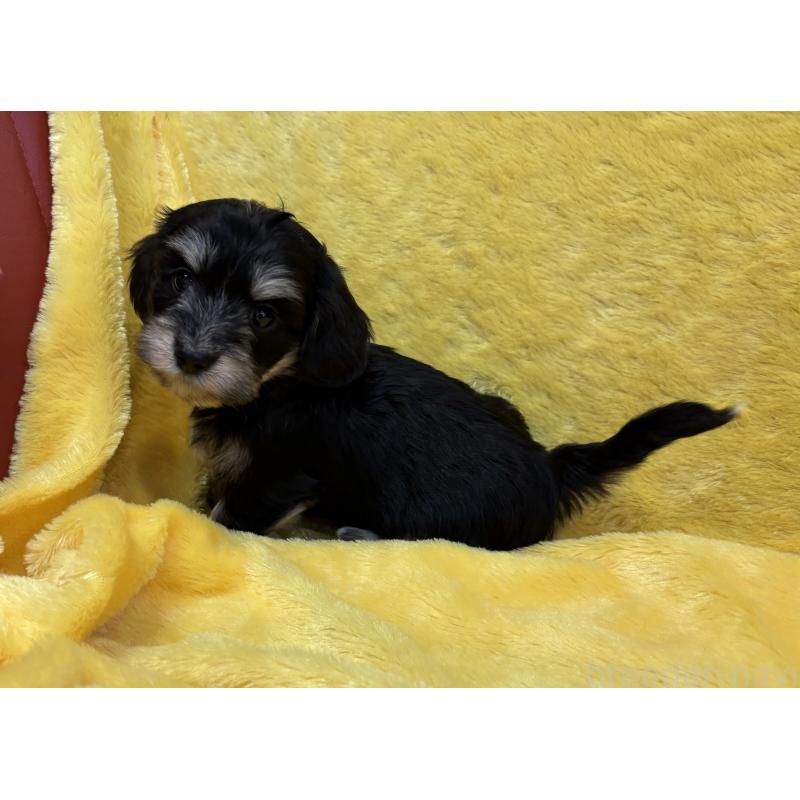 販売中の京都府のミックス犬-453312の3枚目