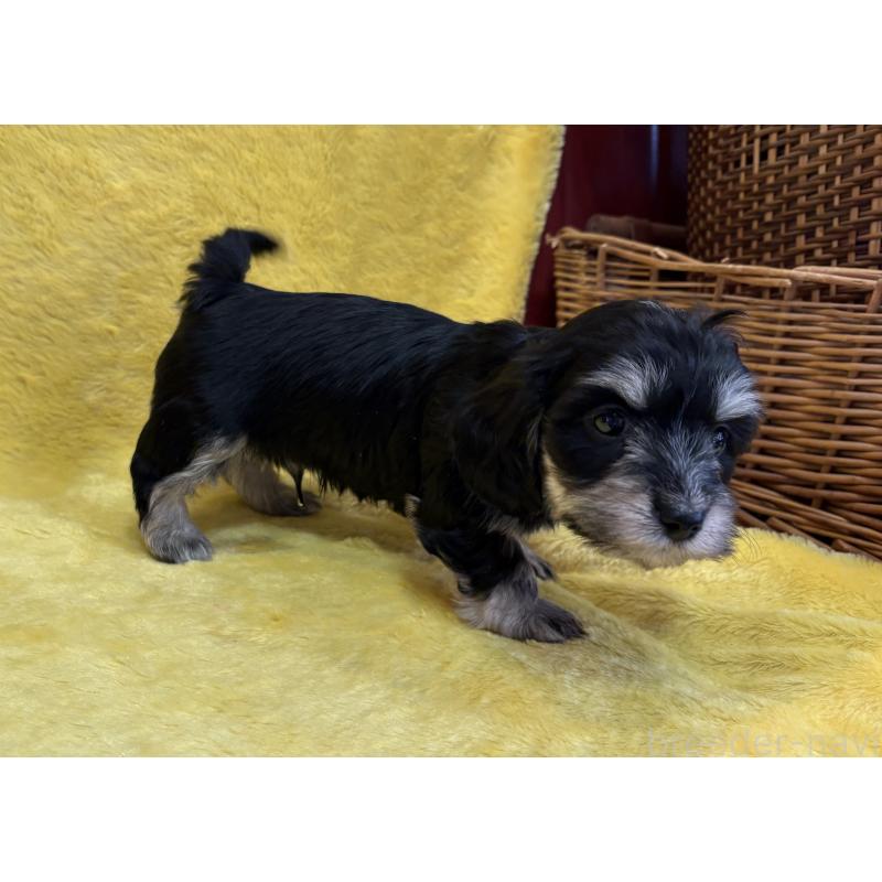 販売中の京都府のミックス犬-453312の2枚目