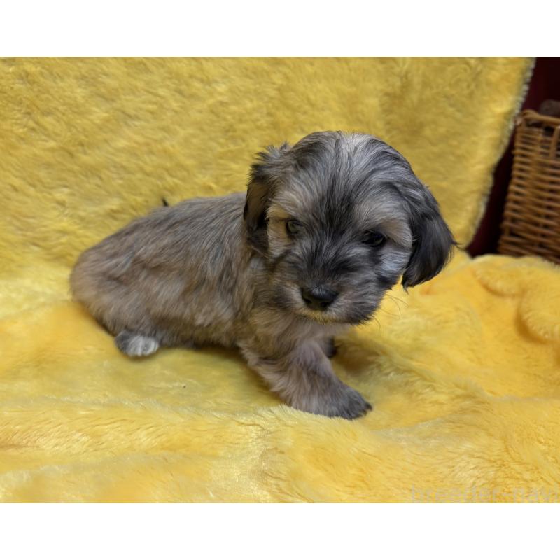 販売中の京都府のミックス犬-453313の3枚目