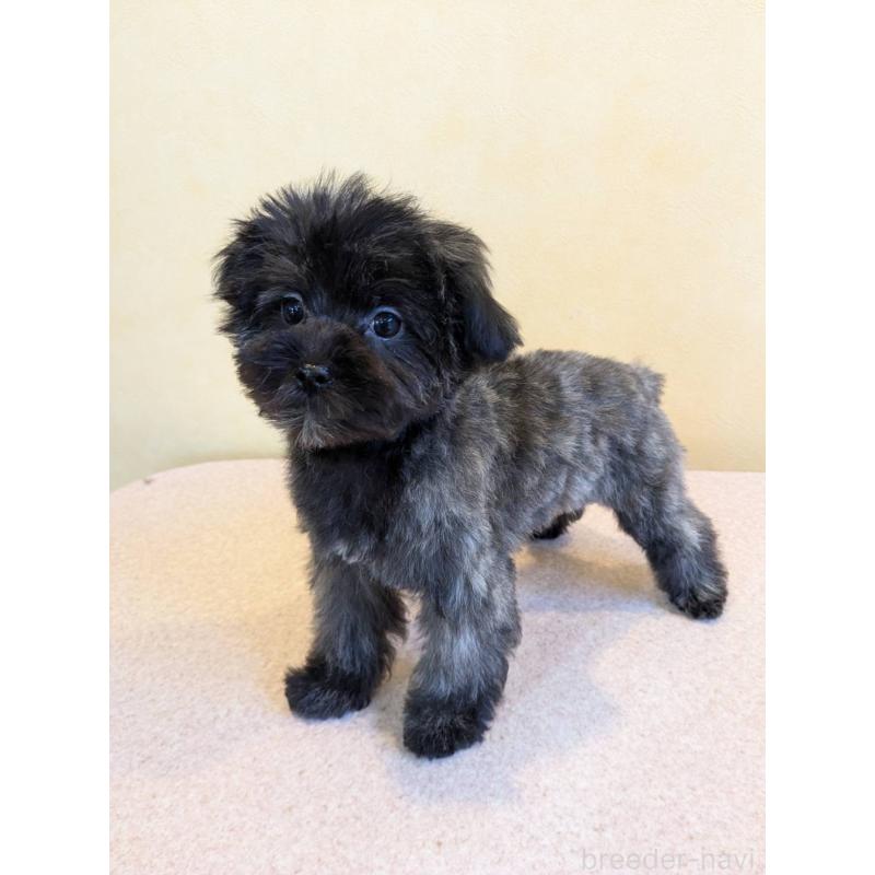 販売中の京都府のミックス犬-444135の3枚目