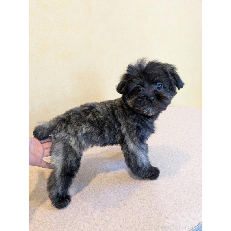 販売中の京都府のミックス犬-444135の2枚目