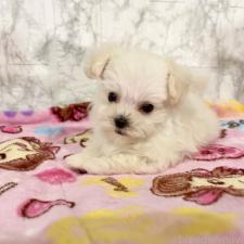 ♀︎ミックス犬