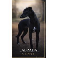 手塚 光生ブリーダー