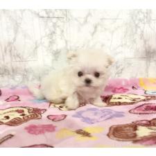 ♀︎ミックス犬