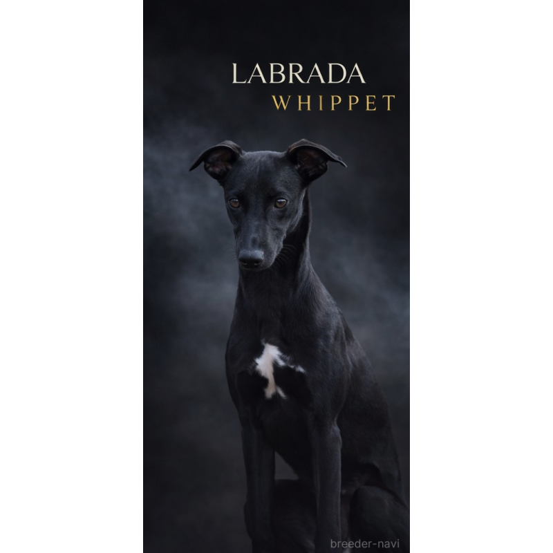 犬舎紹介の東京都の犬舎紹介-3492の4枚目