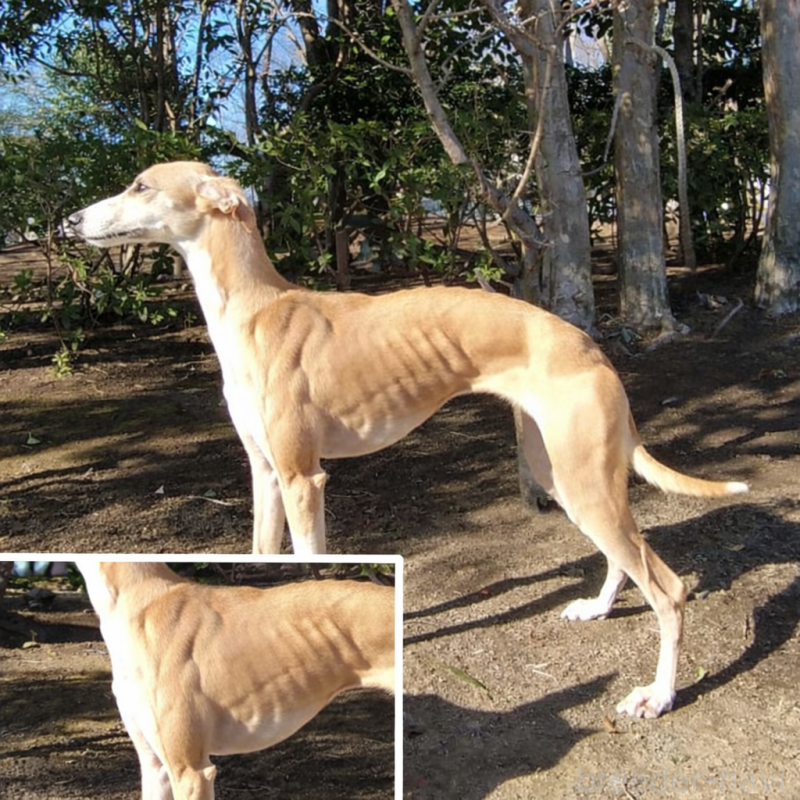 犬舎紹介の東京都の犬舎紹介-3492の5枚目