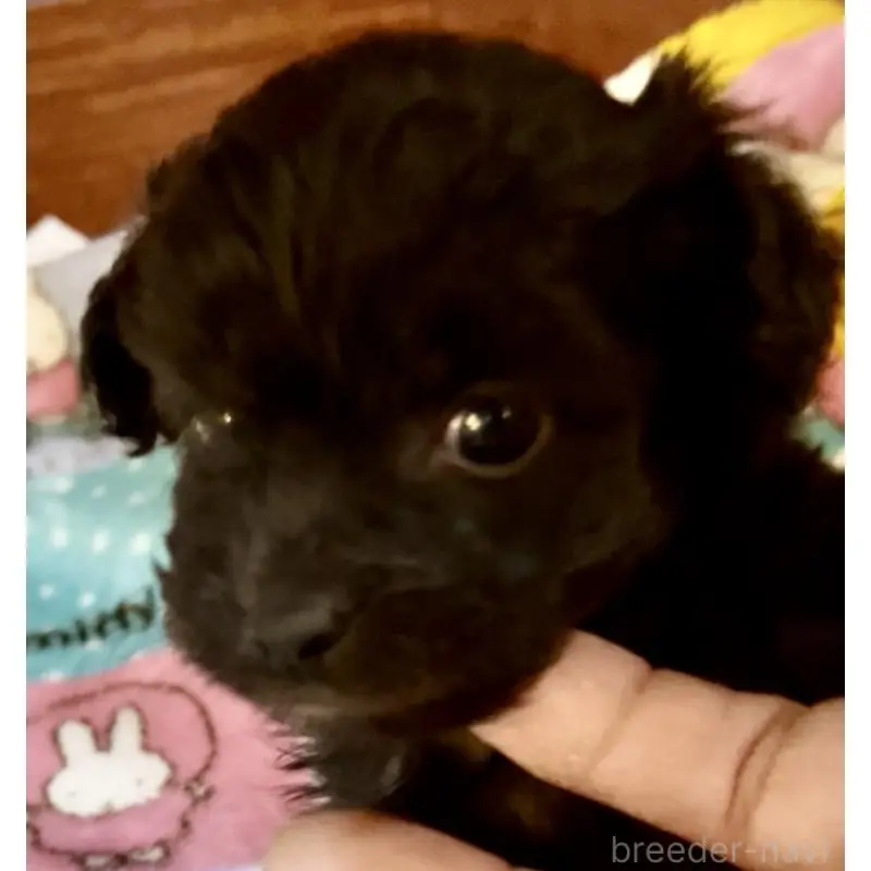 販売中の東京都のミックス犬-453315の3枚目