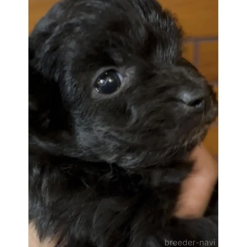 販売中の東京都のミックス犬-453315の2枚目