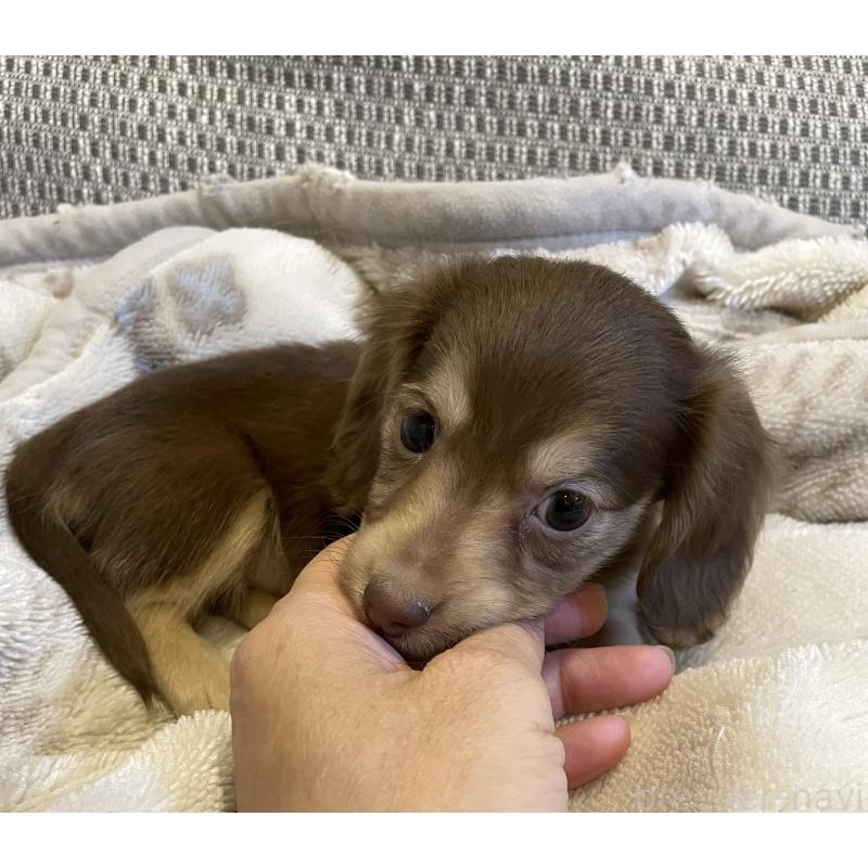 販売中の東京都のカニンヘンダックスフンド(ロングヘアード)-453320の7枚目