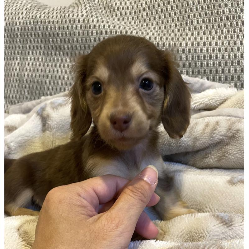 販売中の東京都のカニンヘンダックスフンド(ロングヘアード)-453320の6枚目