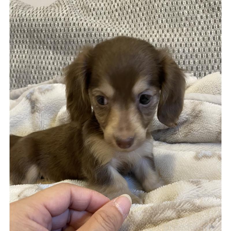 販売中の東京都のカニンヘンダックスフンド(ロングヘアード)-453320の5枚目