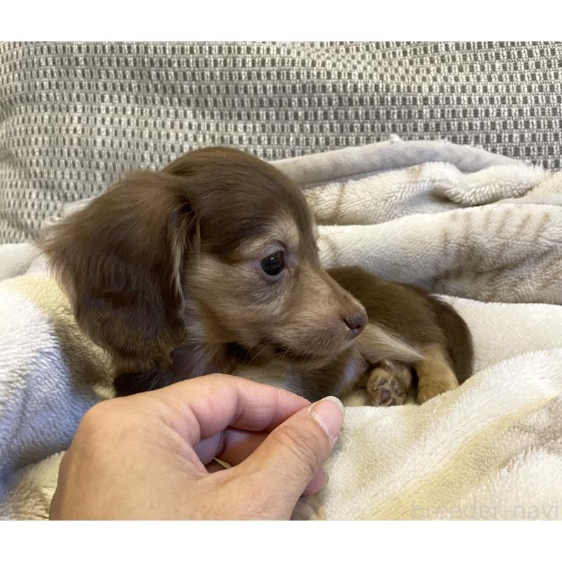 販売中の東京都のカニンヘンダックスフンド(ロングヘアード)-453320の4枚目