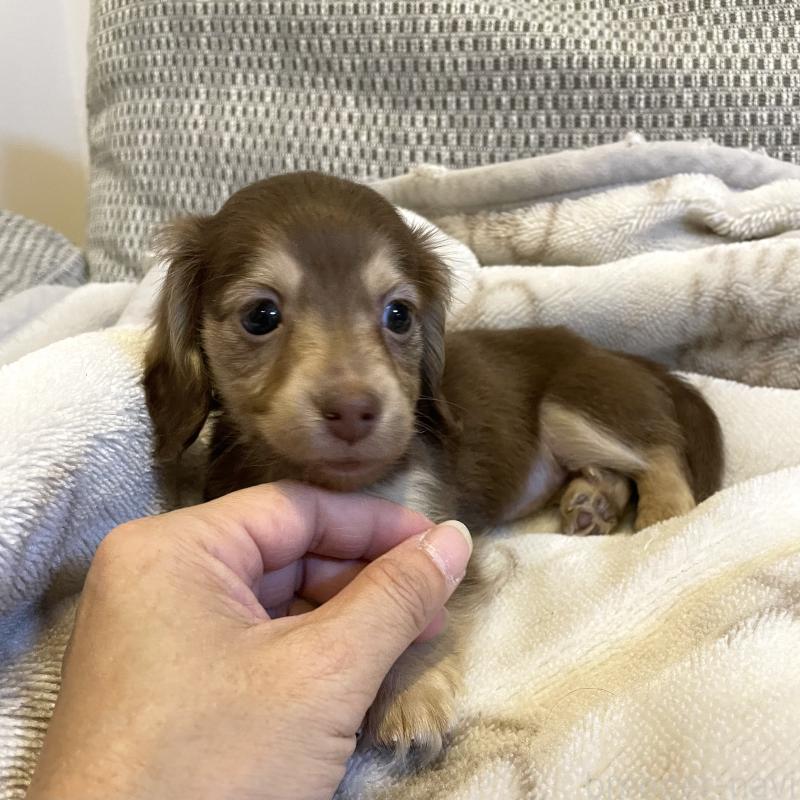 販売中の東京都のカニンヘンダックスフンド(ロングヘアード)-453320の3枚目