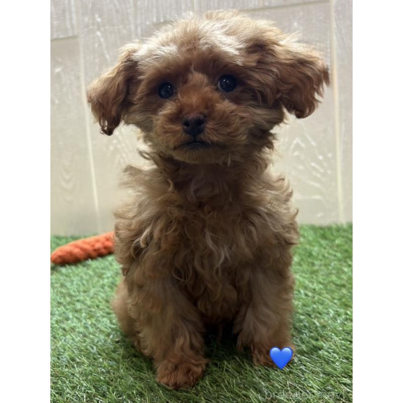 販売中の愛知県のトイプードル-453316の3枚目