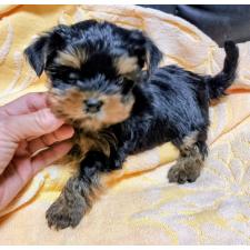 ♀︎ヨークシャーテリア