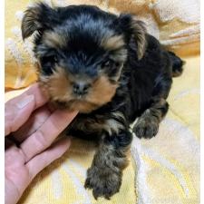 ♀︎ヨークシャーテリア