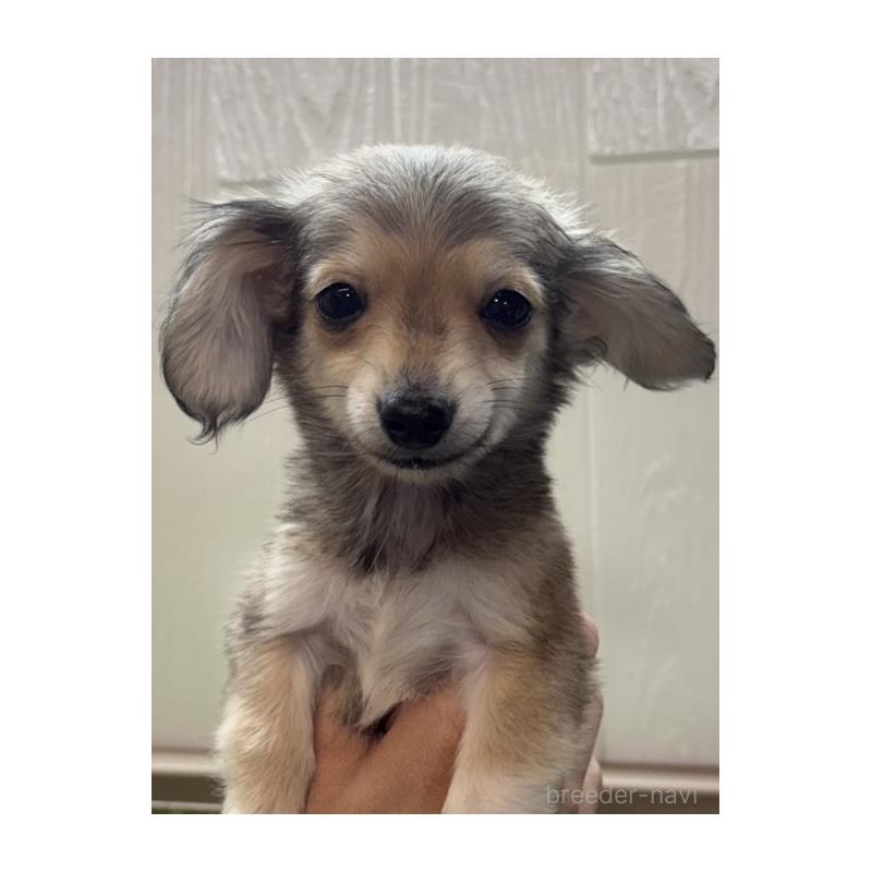 販売中の愛知県のチワックス:チワワ×ミニチュアダックスフンド-453321の6枚目